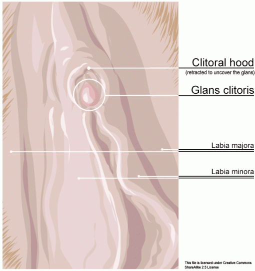 map of the clitoris